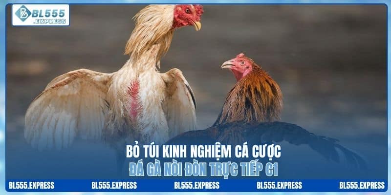 Bỏ túi kinh nghiệm cá cược đá gà nòi đòn trực tiếp C1