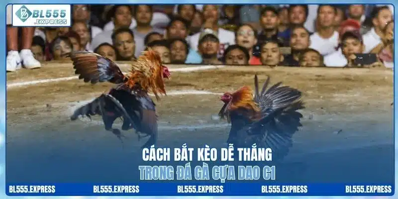 Cách bắt kèo dễ thắng trong đá gà cựa dao C1