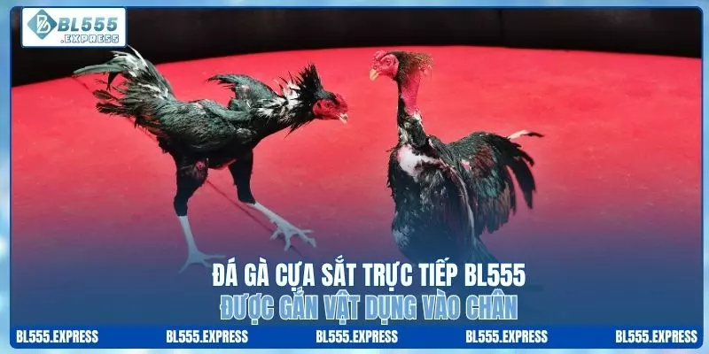 Đá gà cựa sắt trực tiếp được gắn vật dụng vào chân