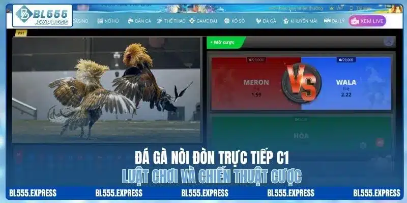 Đá Gà Nòi Đòn Trực Tiếp C1 - Luật Chơi Và Chiến Thuật Cược