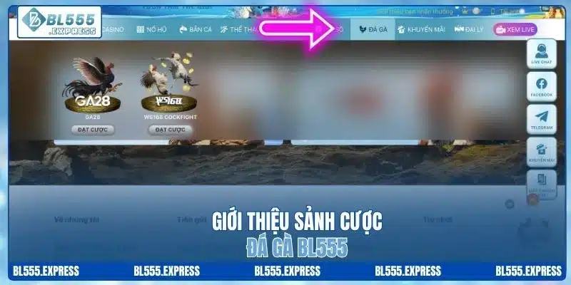 Giới thiệu sảnh cược đá gà BL555
