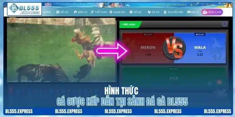 Hình thức cá cược hấp dẫn tại sảnh đá gà BL555