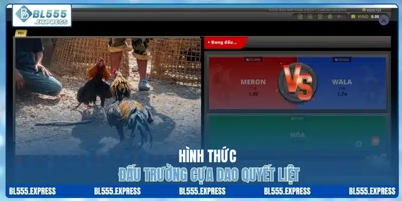 Hình thức đấu trường cựa dao quyết liệt