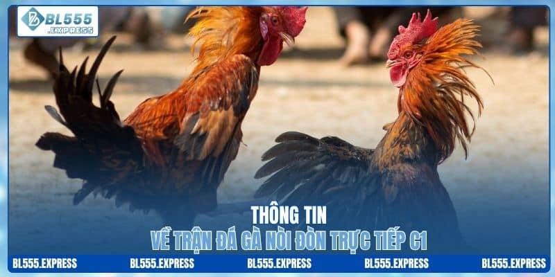 Thông tin về trận đá gà nòi đòn trực tiếp C1
