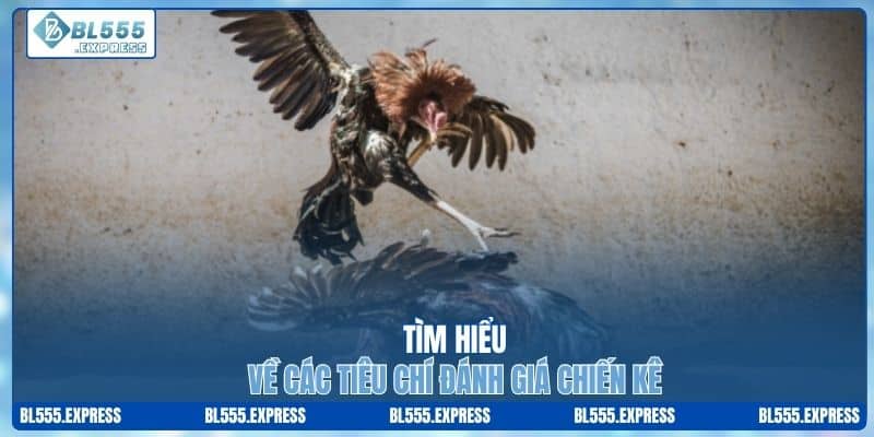 Tìm hiểu về các tiêu chí đánh giá chiến kê