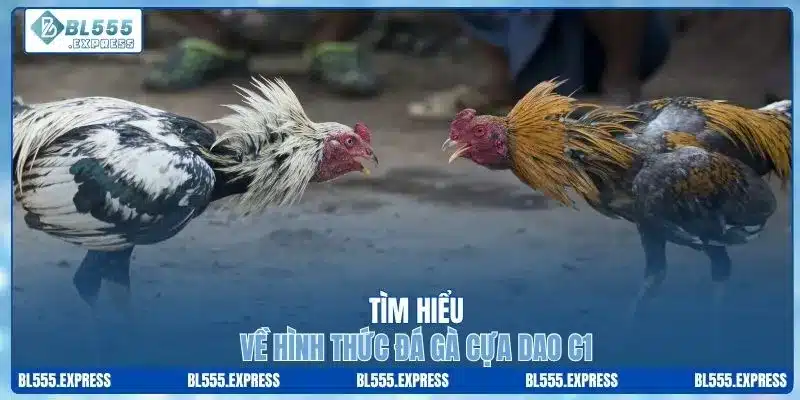 Tìm hiểu về hình thức đá gà cựa dao C1