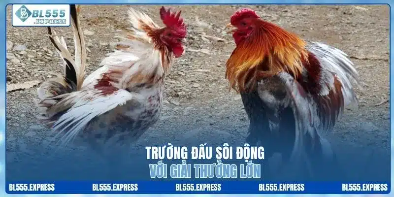 Trường đấu sôi động với giải thưởng lớn